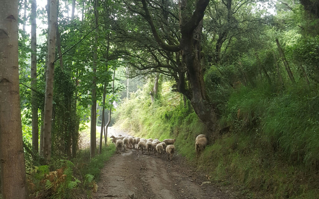 Forest in Spain